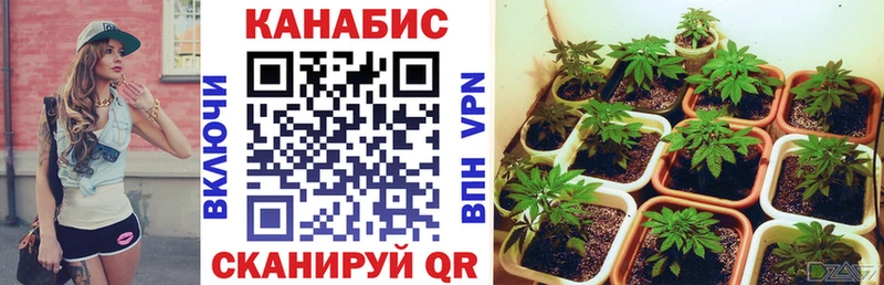 Бошки марихуана Bruce Banner  магазин продажи   Сосенский 